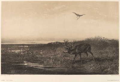 Wieczór. Jeleń i czaple autorstwa Karl Bodmer