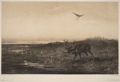 Le Soir.  Jeleń i czaple autorstwa Karl Bodmer