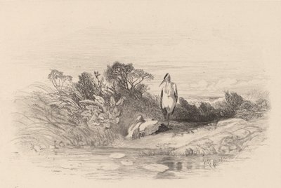 Dwie czaple. autorstwa Karl Bodmer