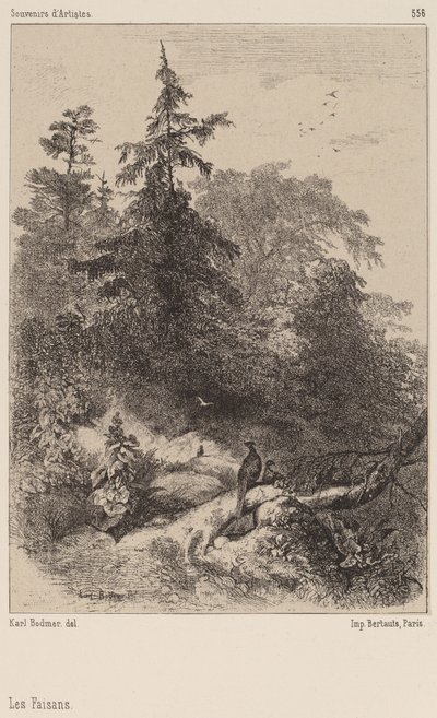 Bażanty. autorstwa Karl Bodmer