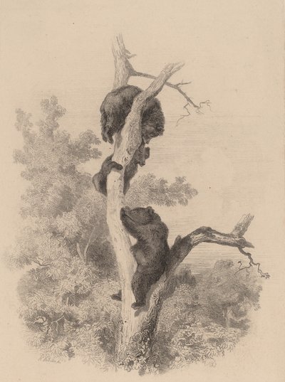 Niedźwiedzie. autorstwa Karl Bodmer