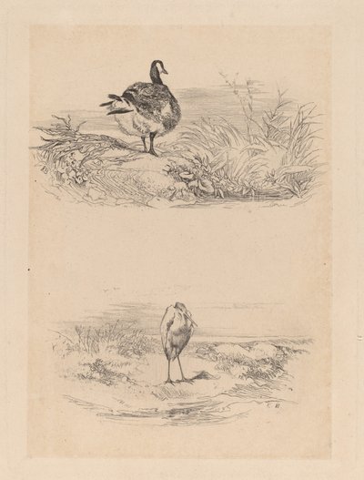 Oie, Czapla autorstwa Karl Bodmer