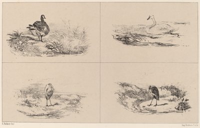 Gęsi, łabędzie, czaple. autorstwa Karl Bodmer