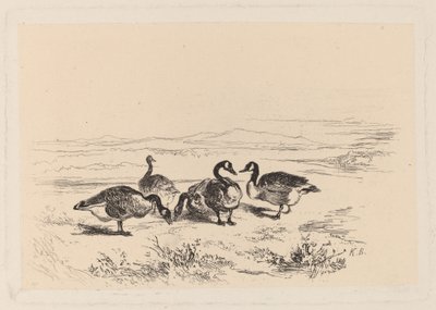 gęsi pąkle autorstwa Karl Bodmer