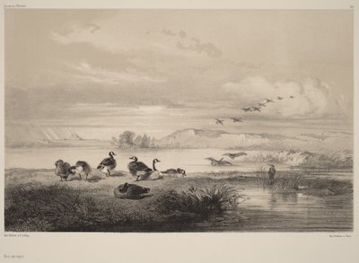 Dzikie gęsi autorstwa Karl Bodmer
