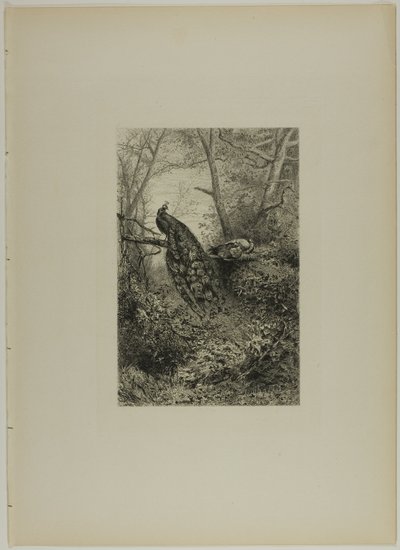 Pawie na konarze autorstwa Karl Bodmer