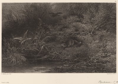 Lis grasuje. autorstwa Karl Bodmer