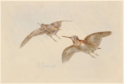 Słonki w locie autorstwa Karl Bodmer