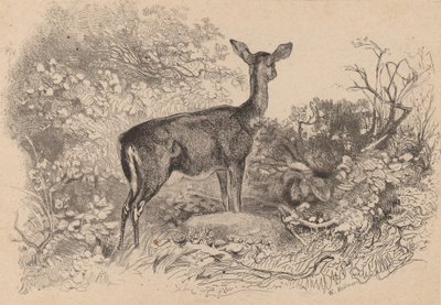 Łania. autorstwa Karl Bodmer