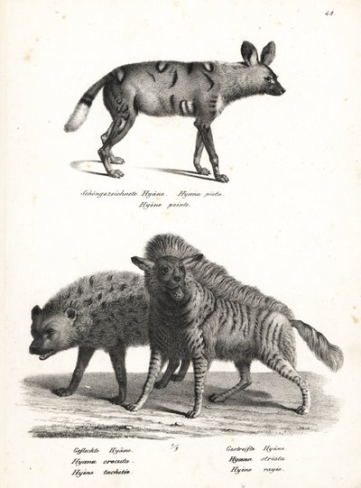 Dziki pies afrykański, Lycaon pictus, zagrożona hiena cętkowana, Crocuta crocuta i hiena pręgowana, Hyaena hyaena. Litografia Karla Josepha Brodtmanna z Ilustrowanej historii naturalnej ludzi i zwierząt Heinricha Rudolfa Schinza autorstwa Karl Joseph Brodtmann