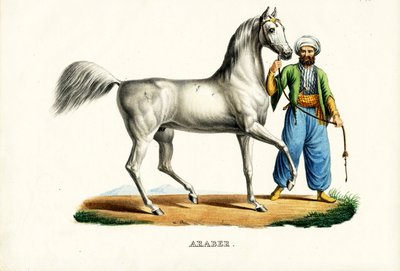 Koń arabski, 1824 autorstwa Karl Joseph Brodtmann