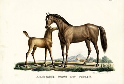Koń arabski z drobiem, 1824 autorstwa Karl Joseph Brodtmann