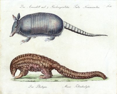 Pancernik i pangolin (druk) autorstwa Karl Joseph Brodtmann
