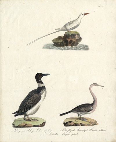 autorstwa Karl Joseph Brodtmann
