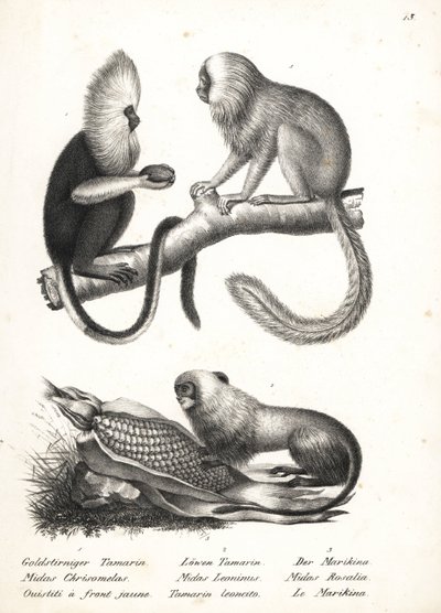 Marmozeta białogłowa, Callithrix flaviceps (zagrożony) 1 i tamaryna złocista, Leontopithecus rosalia (zagrożony) 2,3. Litografia Karla Josepha Brodtmanna z Ilustrowanej historii naturalnej ludzi i zwierząt Heinricha Rudolfa Schinza autorstwa Karl Joseph Brodtmann