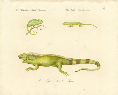 Kameleon, gekon i iguana (druk) autorstwa Karl Joseph Brodtmann