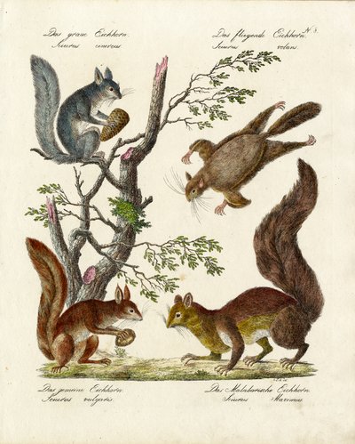  autorstwa Karl Joseph Brodtmann