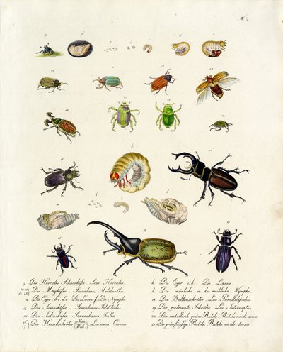 Różnorodne gatunki chrząszczy i ich stadia rozwojowe (druk) autorstwa Karl Joseph Brodtmann