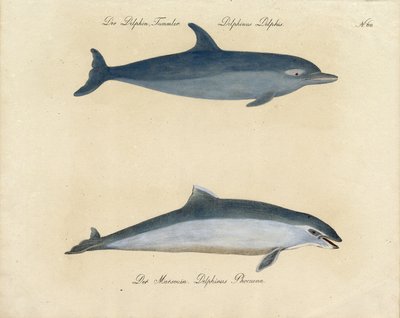  autorstwa Karl Joseph Brodtmann