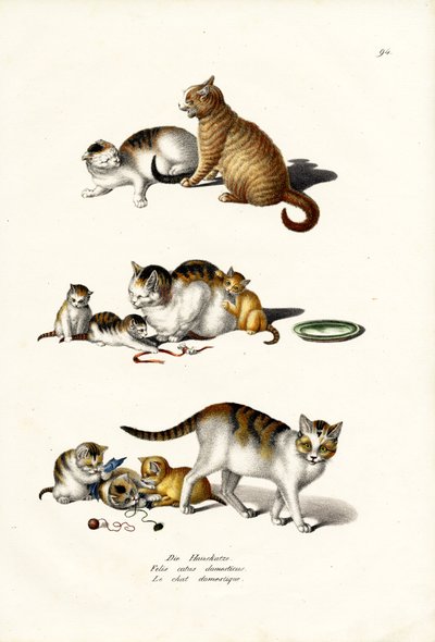 Koty domowe, 1824 autorstwa Karl Joseph Brodtmann