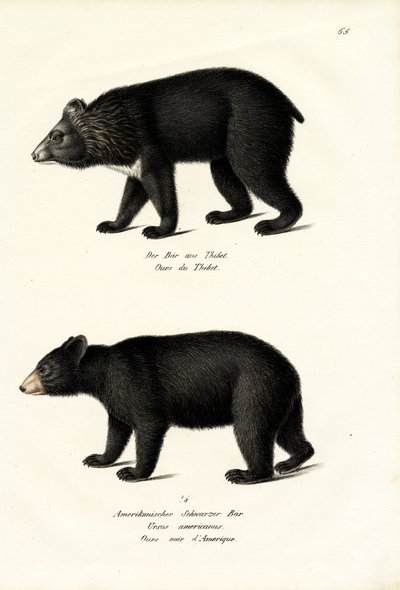 Niedźwiedź himalajski czarny, 1824 autorstwa Karl Joseph Brodtmann
