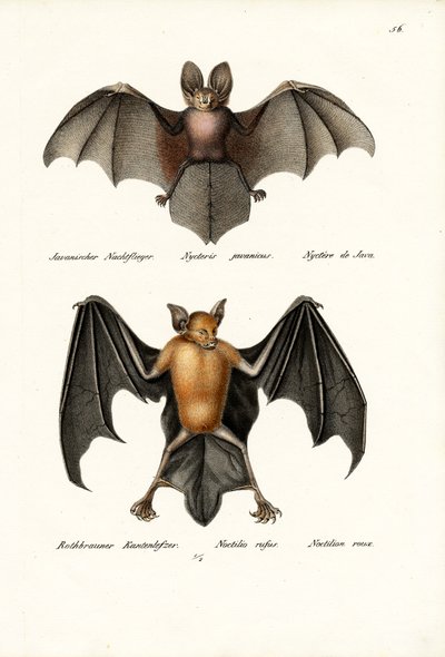 Nietoperz o pustych twarzach, 1824 autorstwa Karl Joseph Brodtmann