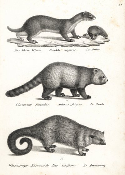 Najmniejsza łasica, Mustela nivalis 1, panda czerwona, Ailurus fulgens 2, wrażliwa i niedźwiedź, Arctictis binturong 3, wrażliwa. Litografia Karla Josepha Brodtmanna z Ilustrowanej historii naturalnej ludzi i zwierząt Heinricha Rudolfa Schinza autorstwa Karl Joseph Brodtmann