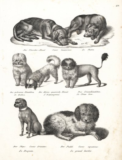 Lurcher lub matin dog, Canis laniarius, Bichon, pies hiszpański, Chow Chow, mops, Canis fricator i pudel lub pies myśliwski wodny, Canis aquaticus. Litografia Karla Josepha Brodtmanna z Ilustrowanej historii naturalnej ludzi i zwierząt Heinricha Rudolfa Sc autorstwa Karl Joseph Brodtmann