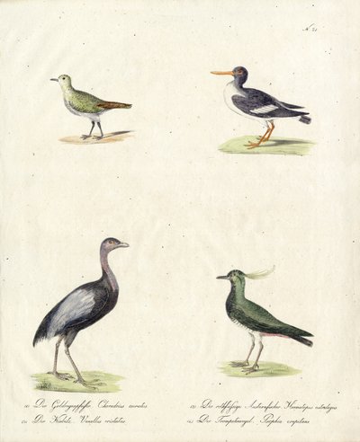  autorstwa Karl Joseph Brodtmann