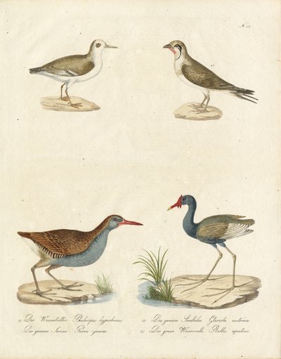 Phalarope, Tern, Jacana i Water Rail (w druku) autorstwa Karl Joseph Brodtmann