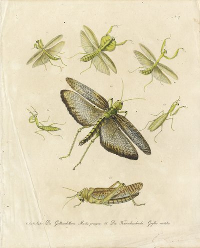 Modliszki i koniki polne (druk) autorstwa Karl Joseph Brodtmann