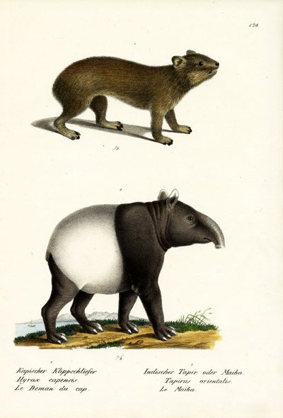 Góralek skalny, 1824 autorstwa Karl Joseph Brodtmann