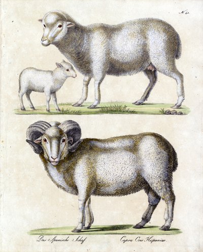  autorstwa Karl Joseph Brodtmann