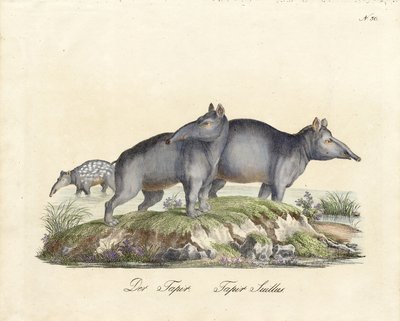Tapir i Paca (druk) autorstwa Karl Joseph Brodtmann