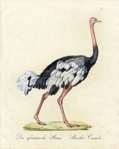 Struś afrykański (druk) autorstwa Karl Joseph Brodtmann