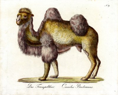  autorstwa Karl Joseph Brodtmann