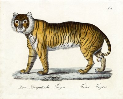Tygrys bengalski (druk) autorstwa Karl Joseph Brodtmann