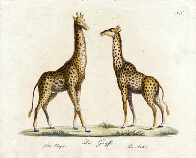  autorstwa Karl Joseph Brodtmann