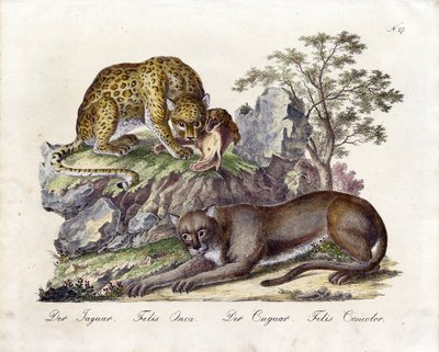 Jaguar i puma (druk) autorstwa Karl Joseph Brodtmann