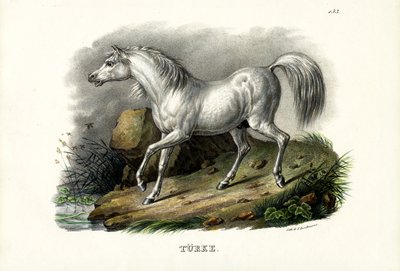Koń turecki, 1824 autorstwa Karl Joseph Brodtmann