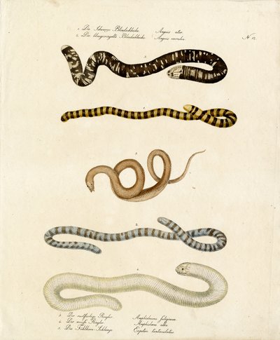  autorstwa Karl Joseph Brodtmann