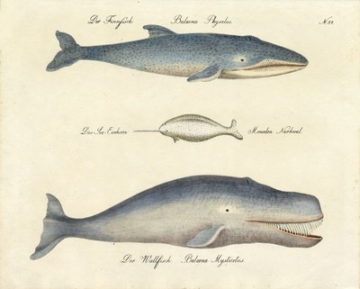  autorstwa Karl Joseph Brodtmann
