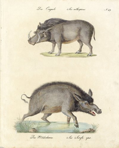 Warthog i dzik (druk) autorstwa Karl Joseph Brodtmann