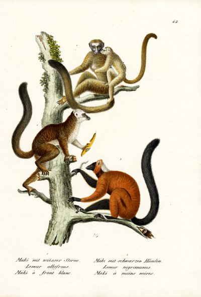 Lemur białoczelny, 1824 autorstwa Karl Joseph Brodtmann