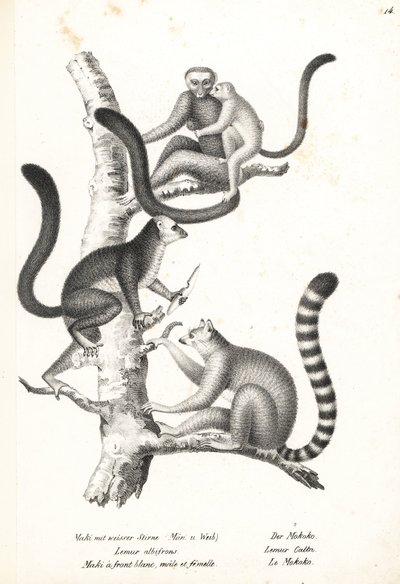 Lemur białogłowy, Eulemur albifrons, samiec i samica, zagrożony 1 i lemur katta, Lemur catta, zagrożony 2. Litografia Karla Josepha Brodtmanna z Ilustrowanej historii naturalnej ludzi i zwierząt Heinricha Rudolfa Schinza autorstwa Karl Joseph Brodtmann