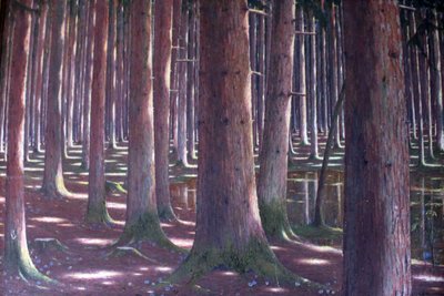 Las świerkowy autorstwa Karl Lambrecht