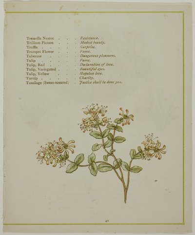 Walerian przez Volkamenię, z Oświeconego języka kwiatów autorstwa Kate Greenaway