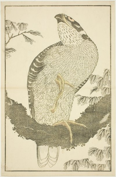 Jastrząb, z Księgi obrazkowej realistycznych obrazów Hokusaia (Hokusai shashin gafu) autorstwa Katsushika Hokusai