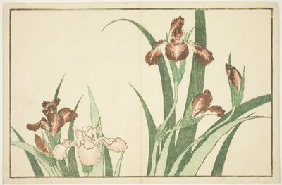 Iris, z Księgi obrazkowej realistycznych obrazów Hokusaia (Hokusai shashin gafu) autorstwa Katsushika Hokusai