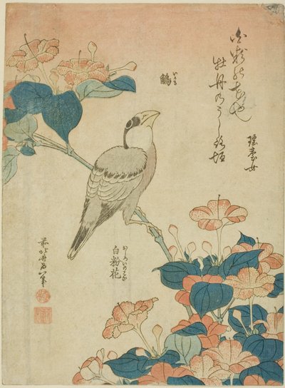 Japoński Grosbeak i Marvel of Peru (Ikaru, oshiroi no hana), z bez tytułu serii kwiatów i ptaków autorstwa Katsushika Hokusai
